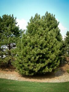 Сосна Чёрная (Pinus Nigra) купить по цене от 270.00р. в интернет-магазине «Посадика» с доставкой почтой в в Димитровграде и по всей России – [изображение №1].