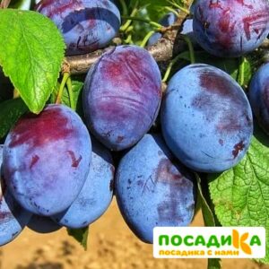 Слива Чачакская ранняя купить по цене от 229.00р. в интернет-магазине «Посадика» с доставкой почтой в в Димитровграде и по всей России – [изображение №1].