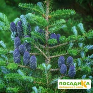 Пихта корейская (Abies koreana) купить по цене от 450.00р. в интернет-магазине «Посадика» с доставкой почтой в в Димитровграде и по всей России – [изображение №1].