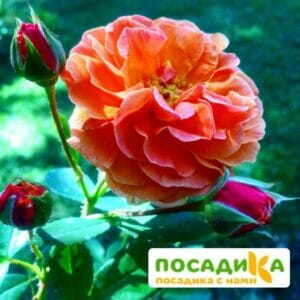 Роза Арабия купить по цене от 350.00р. в интернет-магазине «Посадика» с доставкой почтой в в Димитровграде и по всей России – [изображение №1].