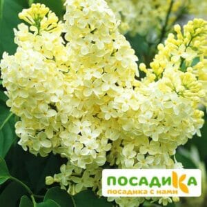 Сирень Примроуз (Primrose) купить по цене от 529.00р. в интернет-магазине «Посадика» с доставкой почтой в в Димитровграде и по всей России – [изображение №1].