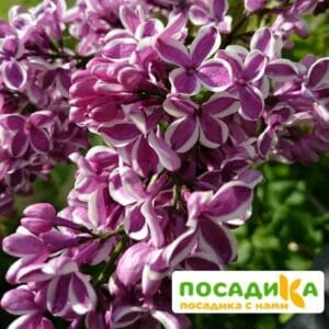 Сирень Сенсация купить по цене от 529.00р. в интернет-магазине «Посадика» с доставкой почтой в в Димитровграде и по всей России – [изображение №1].