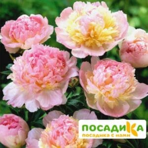 Пион Распберри Сандей (Paeonia Raspberry Sundae) купить по цене от 959р. в интернет-магазине «Посадика» с доставкой почтой в в Димитровграде и по всей России – [изображение №1].