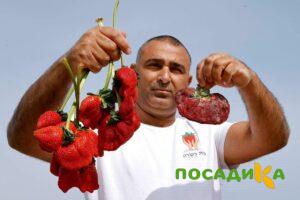 Клубника Гигант Джорнея купить по цене от 266р. в интернет-магазине «Посадика» с доставкой почтой в в Димитровграде и по всей России – [изображение №1].