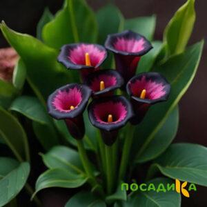 Калла Аура Лейс купить по цене от 400р. в интернет-магазине «Посадика» с доставкой почтой в в Димитровграде и по всей России – [изображение №1].