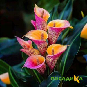 Калла Оникс купить по цене от 450р. в интернет-магазине «Посадика» с доставкой почтой в в Димитровграде и по всей России – [изображение №1].