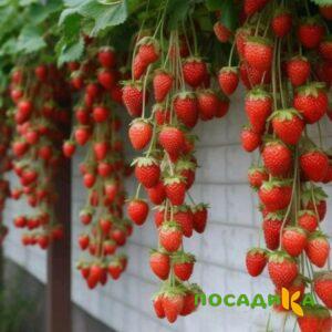 Клубника вьющаяся Комплимент купить по цене от 470р. в интернет-магазине «Посадика» с доставкой почтой в в Димитровграде и по всей России – [изображение №1].