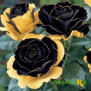 Роза Ханни Сикл купить по цене от 700р. в интернет-магазине «Посадика» с доставкой почтой в в Димитровграде и по всей России – [изображение №1].