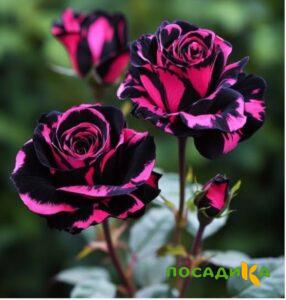 Роза Багровый Шепот купить по цене от 366р. в интернет-магазине «Посадика» с доставкой почтой в в Димитровграде и по всей России – [изображение №1].