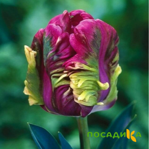 Тюльпан Экзотик Хэвен купить по цене от 186р. в интернет-магазине «Посадика» с доставкой почтой в в Димитровграде и по всей России – [изображение №1].