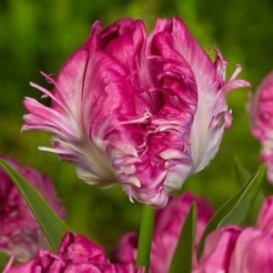 Тюльпан махровый Кул Кристал купить по цене от 400р. в интернет-магазине «Посадика» с доставкой почтой в в Димитровграде и по всей России – [изображение №1].